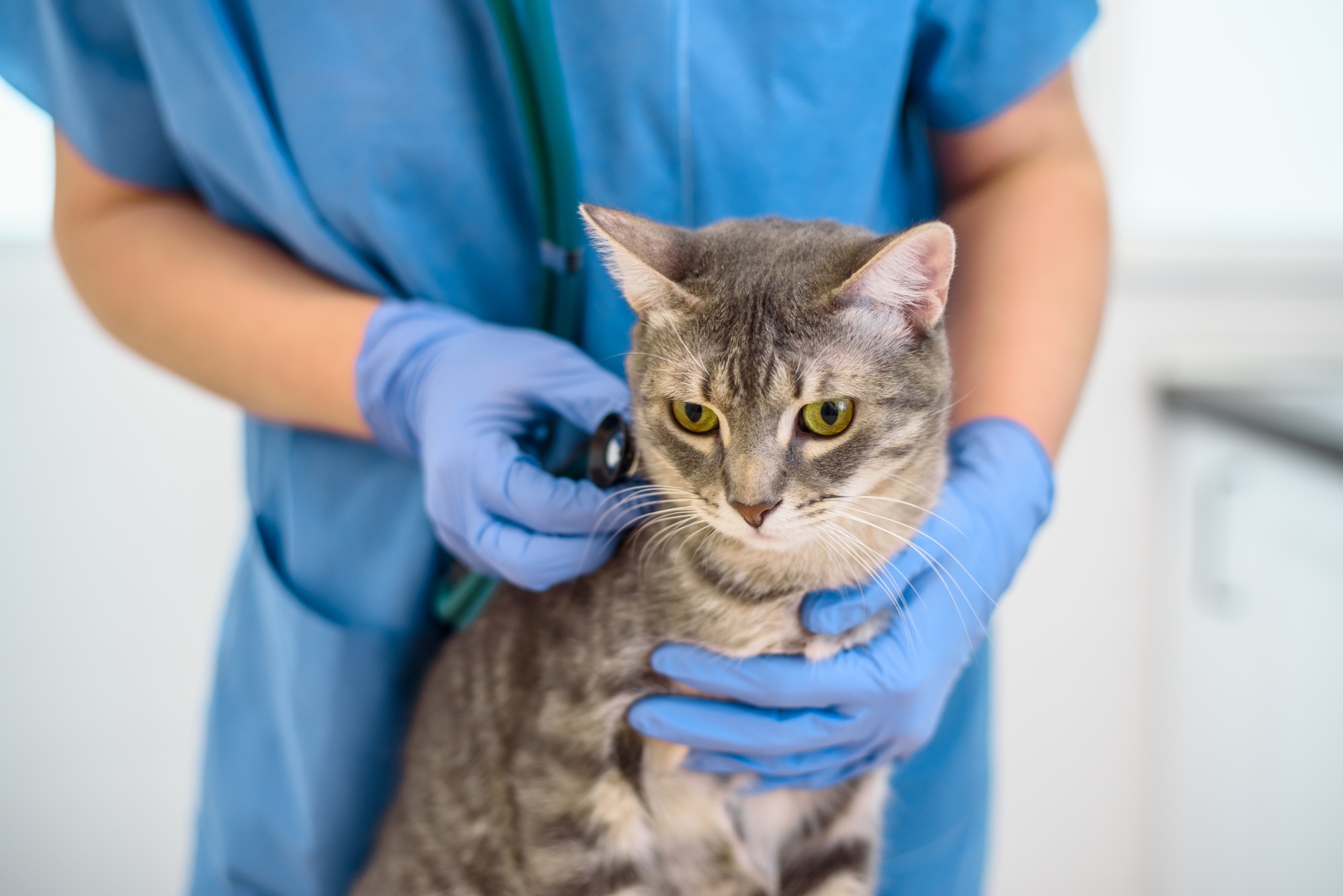 Female veterinarian doctor is examining a cat with stethoscope