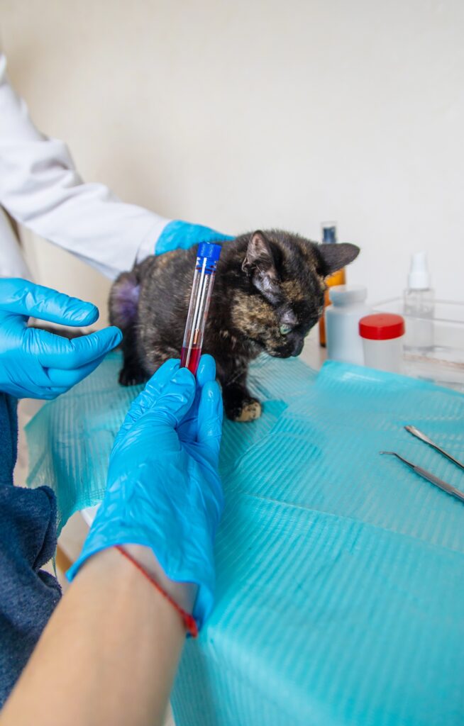 Veterinarian treats a cat. Selective focus.